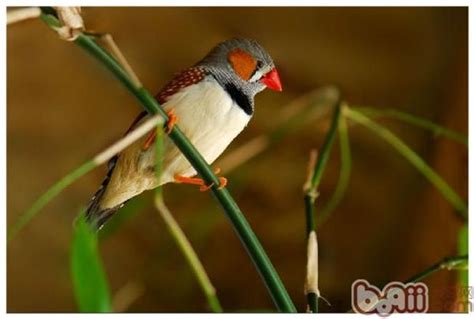 珍珠鳥飼養